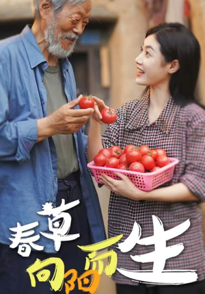 春草向阳而生（53集）精彩短剧片段