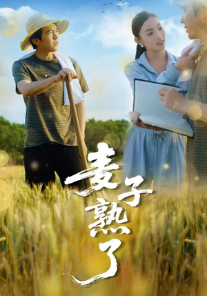 麦子熟了（52集）在哪个平台看