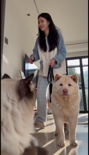 软毛江湖之猫狗一家（21集）无需会员免费看